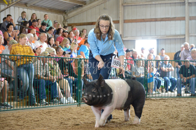 Tuscarawas County Fairgrounds Hog Show Div 1 Championship